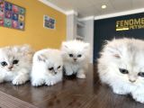 En Güzel British Longhair Yavrular Tesli̇me Hazir Ankara