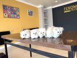 En Güzel British Longhair Yavrular Tesli̇me Hazir Ankara