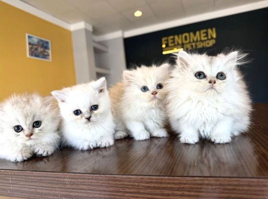 En Güzel British Longhair Yavrular Tesli̇me Hazir Ankara görsel
