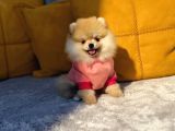 TEACUP POMERANİAN BOO YAVRULARIMIZ