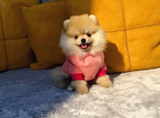 Teacup Pomerani̇an Boo Yavrularimiz