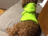 6 Aylik Dişi Poodle
