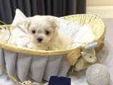 A Scrli Babadan Kore Maltese Bebekler