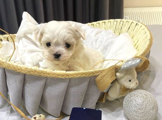 A Scrli Babadan Kore Maltese Bebekler görsel