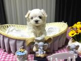 A scrli babadan Kore maltese bebekler