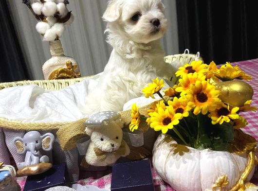 A Scrli Babadan Kore Maltese Bebekler görsel