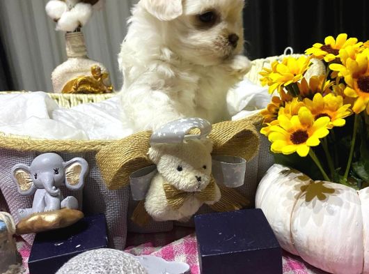 A Scrli Babadan Kore Maltese Bebekler görsel