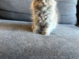 Biblo Bebek British Longhair