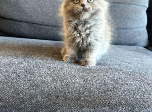 Biblo Bebek British Longhair görsel