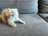 Biblo bebek british longhair