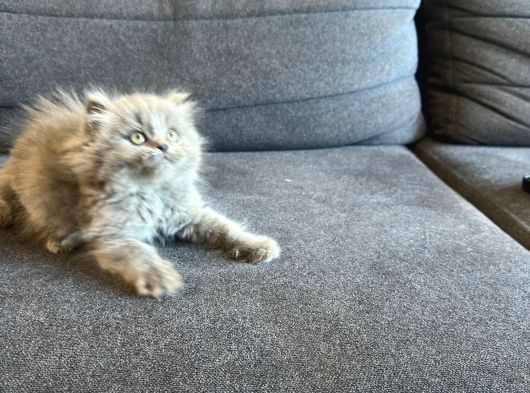Biblo Bebek British Longhair