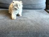 Biblo Bebek British Longhair