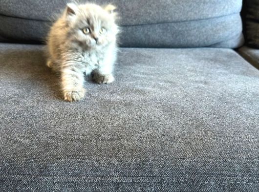 Biblo Bebek British Longhair görsel