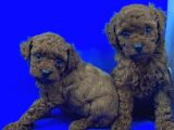 ÜST DÜZEY SAFKAN TOY POODLE YAVRULARI