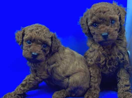 Üst Düzey Safkan Toy Poodle Yavrulari
