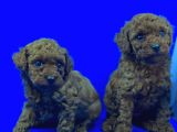 Üst Düzey Safkan Toy Poodle Yavrulari
