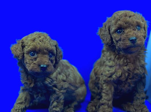 Üst Düzey Safkan Toy Poodle Yavrulari görsel