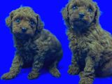 Üst Düzey Safkan Toy Poodle Yavrulari