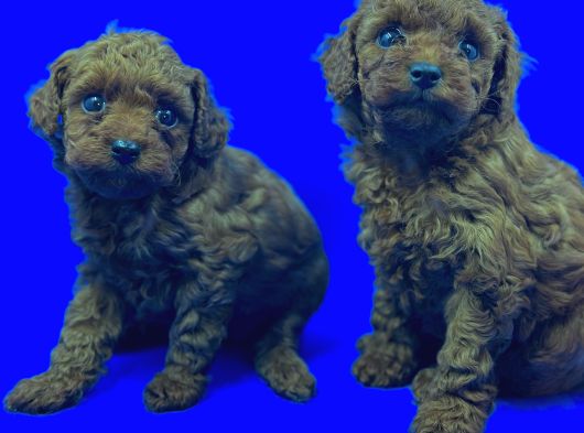 Üst Düzey Safkan Toy Poodle Yavrulari görsel