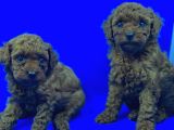Üst Düzey Safkan Toy Poodle Yavrulari