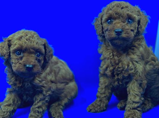 Üst Düzey Safkan Toy Poodle Yavrulari görsel