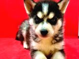 HARİKA GÜZELLİKTE SAFKAN HUSKY YAVRULARI