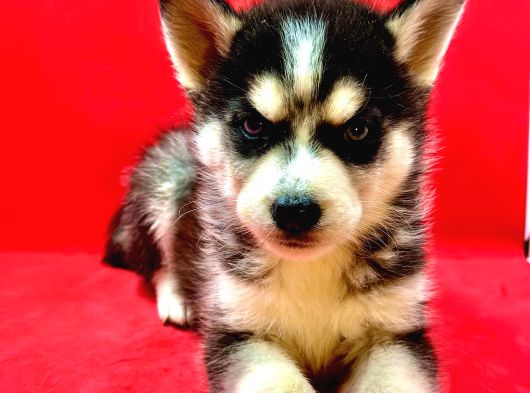 Hari̇ka Güzelli̇kte Safkan Husky Yavrulari