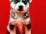 Hari̇ka Güzelli̇kte Safkan Husky Yavrulari