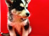 Hari̇ka Güzelli̇kte Safkan Husky Yavrulari