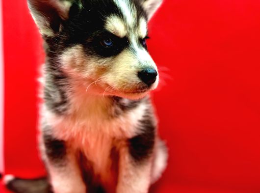 Hari̇ka Güzelli̇kte Safkan Husky Yavrulari görsel