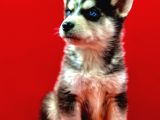 Hari̇ka Güzelli̇kte Safkan Husky Yavrulari
