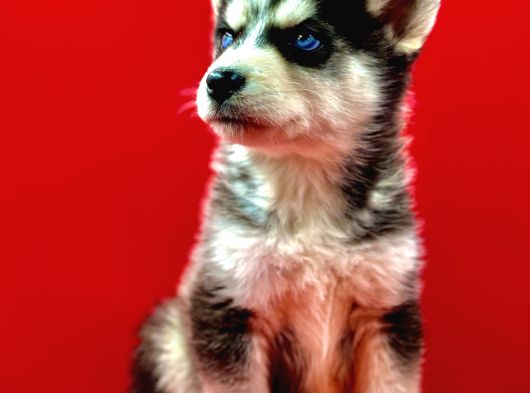 Hari̇ka Güzelli̇kte Safkan Husky Yavrulari görsel