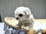 A Scrli Babadan Kore Maltese Bebekler