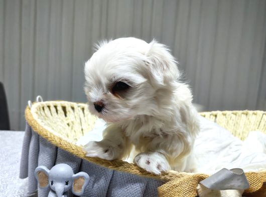 A Scrli Babadan Kore Maltese Bebekler görsel