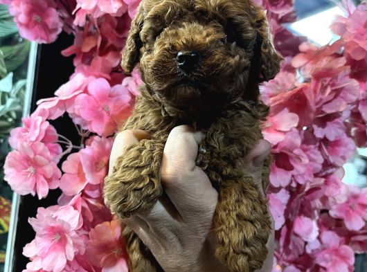 Türki̇yeni̇n En Güzel Kore Toy Poodle Yavrulari Ankara görsel