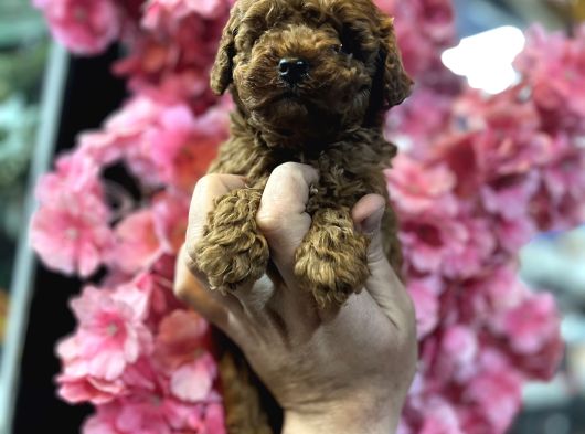 Türki̇yeni̇n En Güzel Kore Toy Poodle Yavrulari Ankara görsel