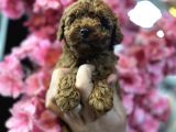 Türki̇yeni̇n En Güzel Kore Toy Poodle Yavrulari Ankara