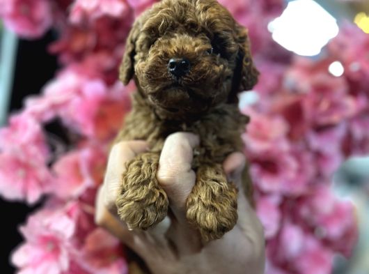 Türki̇yeni̇n En Güzel Kore Toy Poodle Yavrulari Ankara görsel