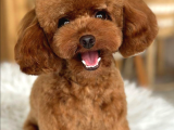 Türki̇yeni̇n En Güzel Kore Toy Poodle Yavrulari Ankara
