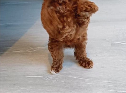 Türki̇yeni̇n En Güzel Kore Toy Poodle Yavrulari Ankara görsel