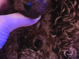 Türki̇yeni̇n En Güzel Kore Toy Poodle Yavrulari Ankara