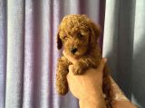 A Kalite Poodle Bebekler