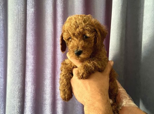 A Kalite Poodle Bebekler görsel