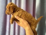 A Kalite Poodle Bebekler