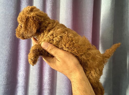 A Kalite Poodle Bebekler görsel