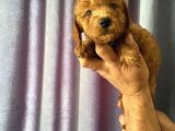 A Kalite Poodle Bebekler