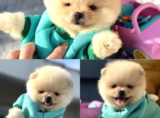 Teacup Pomerani̇an Boo Yavrularimiz görsel