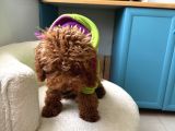 6 Aylik Dişi Poodle