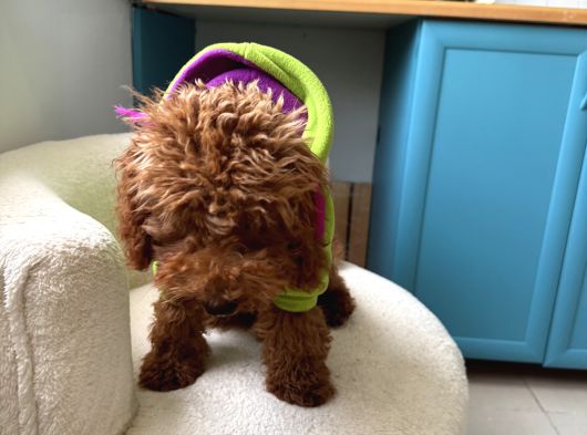 6 Aylik Dişi Poodle görsel