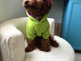6 Aylik Dişi Poodle